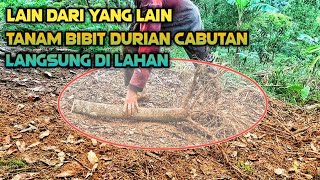 CARA TANAM BIBIT DURIAN CABUTAN PART 2 [upl. by Gardner587]