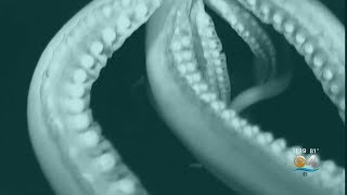 Into The Deep Giant Squid Captured On Video [upl. by Howes]