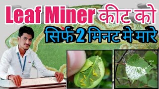 Leaf Miner Control And Management  लीफ माइनर कीट से कैसे बचें leaf miner treatment By Krishi Gyan [upl. by Reg]