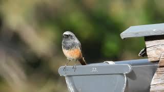 Black redstart x common redstart hybrid alarm call Hybrid Haus x Gartenrotschwanz – AustriaB [upl. by Enylekcaj]