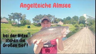 Forellenangeln mit Bodentaster im Sommer am großen See Angelteiche Almsee Powerbait Lachsforellen [upl. by Bonine156]