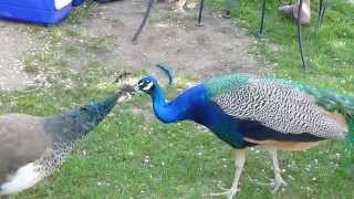 Peacock amp Peahen grooming each other [upl. by Asetal]