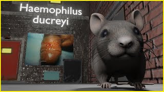 Haemophilus ducreyi ANIMATED Mnemonic for the USMLE [upl. by Eihcra]