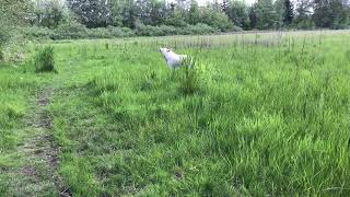 Wolf hybrid howling at the dog park [upl. by Yde]