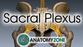 Sacral Plexus  Anatomy Tutorial [upl. by Eniamrehc634]