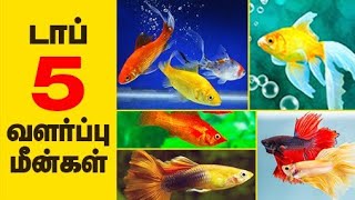 Top 5 Aquarium fishes for beginers Tamil [upl. by Kazim]