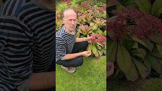 Rodgersia pinnata crug cardinal gardens gardenideas explore unusual adventure ideas [upl. by Chanda]