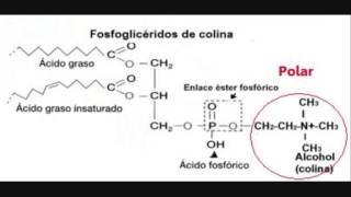 Biología  Fosfolípidos [upl. by Merola357]