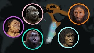 Seven Million Years of Human Evolution datavisualization [upl. by Fulks]