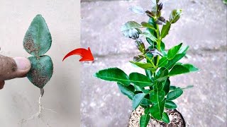 New skills How to grow a Kaffir lime tree from kaffir lime leaves in pot [upl. by Allerie]