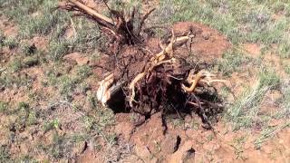 How to cut down a Shaggy Juniper tree  arizona off the grid [upl. by Rabah]