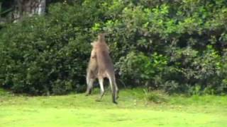 Kangaroo Chokes Kangaroo whilst going the distancewmv [upl. by Orfurd]