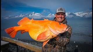 Massive Arctic Goldfish Catch Clean Cook Millers Landing Seward Ak [upl. by Gusella]