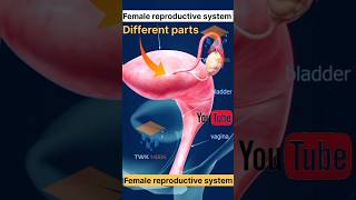 female reproductive system short 3D animation [upl. by Nodnyl]