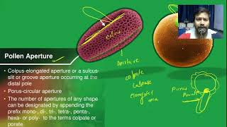 Pollen Aperture Pollen Polarity [upl. by Ellenehs990]