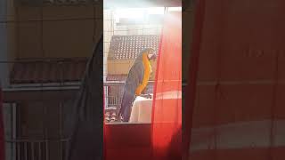 Guacamayo cantando su cancion [upl. by Lorry525]