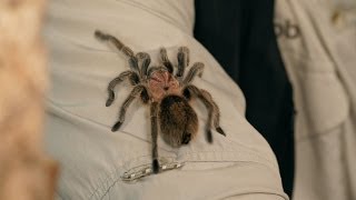 How to Identify Treat amp Prevent Illness  Pet Tarantulas [upl. by Adnirual327]