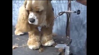 lecciones para cortar el pelo de un Cocker Spaniel Cocker Spaniel Grooming Video in Spanish [upl. by Elli]