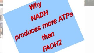 Why NADH produces more ATPs than FADH2  Why NADH of Glycolysis produces only 15 ATP [upl. by Carlotta254]