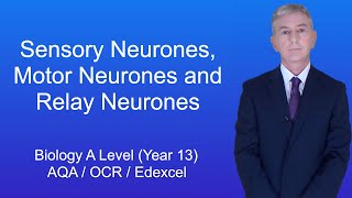 A Level Biology Revision Year 13 quotSensory Neurones Motor Neurones and Relay Neuronesquot [upl. by Ardnassela]