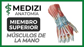 Anatomía de Miembro Superior MMSS  Músculos de la Mano [upl. by Grani395]