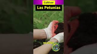 Cómo Cultivar Petunias Guía Completa para Flores Espectaculares 🌸 [upl. by Hilel702]