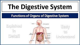 Digestive System  Organs of Digestive System amp their Functions  Explained in Detail and Simple way [upl. by Debee]