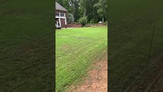 Seed Renovation Update  Seeded Zenith Zoysia  34 Day Update [upl. by Quinn]