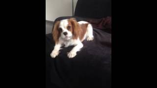 Cavalier King Charles  Leo aboie chef village [upl. by Ezarras]