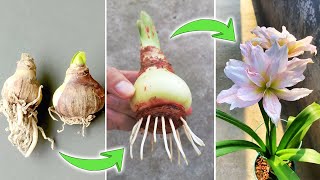 Tips on Growing Amaryllis Bulbs  How to Make Hippeastrum Quickly Root and Bloom [upl. by Adlihtam943]