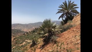 Chamaerops cerifera and Phoenix dactylifera in the Atlas Mountains Morocco [upl. by Phillipe]