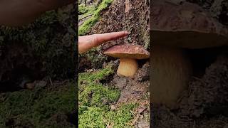 Big BOLETUS boletus funghi porcini seta cogumelo mushroom ciuperci pilze [upl. by Barcroft117]