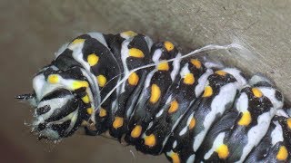 Swallowtail Butterfly Caterpillar Spins Silk Suspension Loop V22343 [upl. by Harte101]