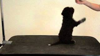 TRAINING LAGOTTO PUPPIES [upl. by Snebur]