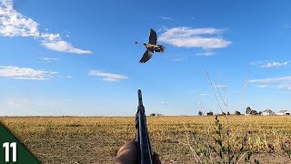 DOVES Were EVERYWHERE Limited Out  28 GAUGE Dove Hunting [upl. by Desma]