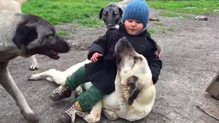 Top 10 Videos of Kangal Dog  Social Behaviour of Kangal [upl. by Enirehtacyram977]