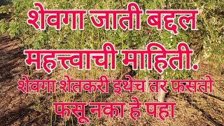 शेवगा जाती बद्दल महत्त्वाची माहिती  शेवगा शेती मध्ये फसायच नसेल तर शेवगा जातीबद्दल माहिती घ्या [upl. by Zaria405]