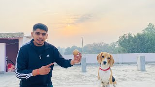 Ball 🏀 prank with roxy😱😀vlog beagle enterdogclub [upl. by Viviana762]