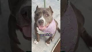 Rescue Pittie Creates Absolute Chaos During Family Meals  The Pack [upl. by Cavuoto]