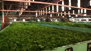 Kenya Sustainable Tea Production [upl. by Herod163]