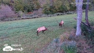 2019 Benzette PA Elk Cam Bull Shows His Dominance Over Other Bull [upl. by Aihsal]