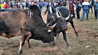 Syang dungkha 🆚 Jack remis  iadaw masi today  bullfighting [upl. by Lytle]