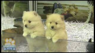 Pure breed Pomeranian Toy puppies [upl. by Yllib]