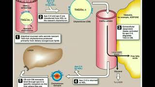 Lipid Digestion amp Absorption into the Lymphatic System [upl. by Ramled]