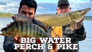 Big Water Perch amp Pike  Dropshotting for Big Perch  Lure fishing for Pike [upl. by Adlemi]