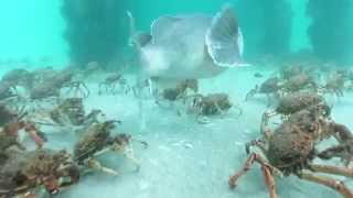 Stingrays feeding on Spider Crabs [upl. by Adeys]