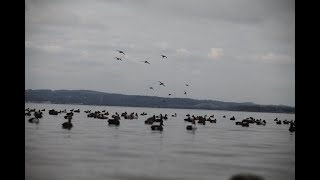 USOC Adventures Tv Upper Chesapeake Outfitters Body booting worldclass waterfowl hunting 2021 S8 E4 [upl. by Idnahs]