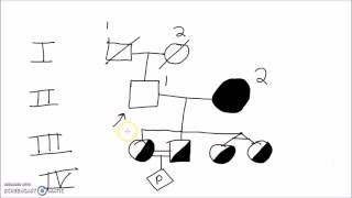 Genetics  How to Draw a Pedigree Family Tree [upl. by Branch]