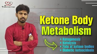 Ketone Body Metabolism in bangla Ketogenesis Ketolysis Diabetic KetoacidosisFate of ketone body [upl. by Aillicirp]