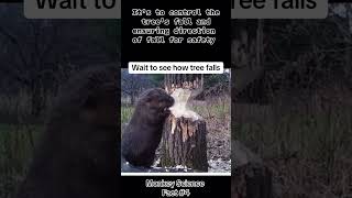 Beaver knock down trees beavers dam building funny facts scream animal wildlife saves man [upl. by Ibrab]